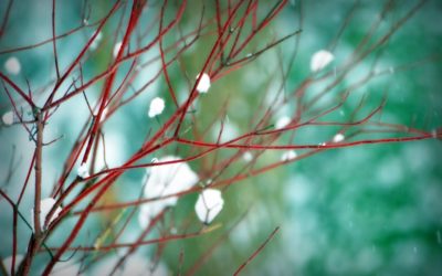 Weathering the Winter