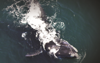 Right Whale Emergency Initiative